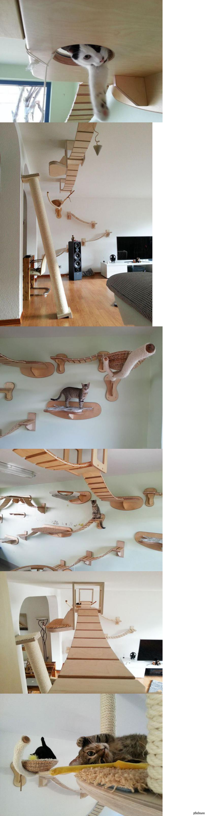 Рай для котов | Пикабу