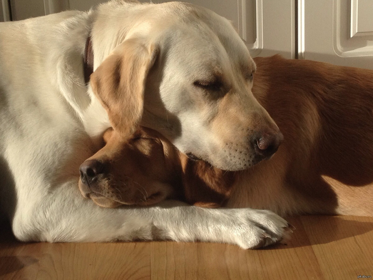 Собаки вместе спят. Собачки обнимаются. Собаки любовь. Лабрадоры обнимаются. Романтика собаки.