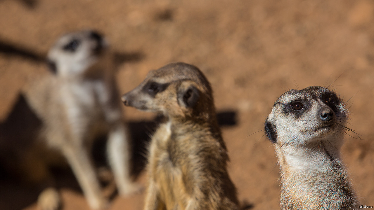 сурикат 9001. мадагаскар сурикаты. сурикат володя. коммуникация животных сурикаты. песня сурикаты.